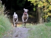 rijen5-13-057