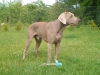 cerven29-048