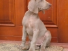 cerven3-012