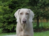 cerven27-13-001