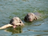 brezen02-14-112
