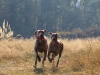 rijen6-13-042